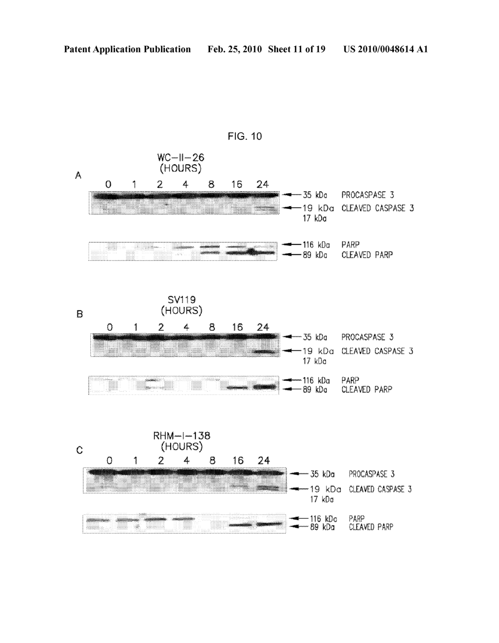 THERAPEUTIC USES OF BICYCLIC LIGANDS OF SIGMA 2 RECEPTOR - diagram, schematic, and image 12