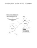 BACTERIAL LEADER SEQUENCES FOR INCREASED EXPRESSION diagram and image