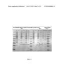 BACTERIAL LEADER SEQUENCES FOR INCREASED EXPRESSION diagram and image