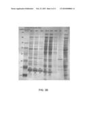 BACTERIAL LEADER SEQUENCES FOR INCREASED EXPRESSION diagram and image