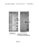 BACTERIAL LEADER SEQUENCES FOR INCREASED EXPRESSION diagram and image