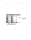 BACTERIAL LEADER SEQUENCES FOR INCREASED EXPRESSION diagram and image