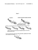 Biosynthetic Polypeptides Utilizing Non-Naturally Encoded Amino Acids diagram and image