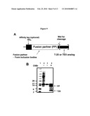 Biosynthetic Polypeptides Utilizing Non-Naturally Encoded Amino Acids diagram and image