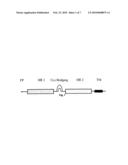 MULTIMERISED HIV FUSION INHIBITORS diagram and image