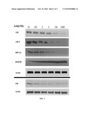 Novobiocin Analogues as Anticancer Agents diagram and image