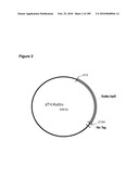 COMPOSITIONS AND METHODS FOR PRODUCING ISOPRENE FREE OF C5 HYDROCARBONS UNDER DECOUPLING CONDITIONS AND/OR SAFE OPERATING RANGES diagram and image