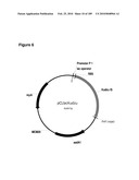 COMPOSITIONS AND METHODS FOR PRODUCING ISOPRENE FREE OF C5 HYDROCARBONS UNDER DECOUPLING CONDITIONS AND/OR SAFE OPERATING RANGES diagram and image