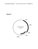 COMPOSITIONS AND METHODS FOR PRODUCING ISOPRENE FREE OF C5 HYDROCARBONS UNDER DECOUPLING CONDITIONS AND/OR SAFE OPERATING RANGES diagram and image