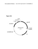 COMPOSITIONS AND METHODS FOR PRODUCING ISOPRENE FREE OF C5 HYDROCARBONS UNDER DECOUPLING CONDITIONS AND/OR SAFE OPERATING RANGES diagram and image