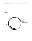 COMPOSITIONS AND METHODS FOR PRODUCING ISOPRENE FREE OF C5 HYDROCARBONS UNDER DECOUPLING CONDITIONS AND/OR SAFE OPERATING RANGES diagram and image