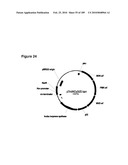 COMPOSITIONS AND METHODS FOR PRODUCING ISOPRENE FREE OF C5 HYDROCARBONS UNDER DECOUPLING CONDITIONS AND/OR SAFE OPERATING RANGES diagram and image