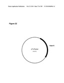 COMPOSITIONS AND METHODS FOR PRODUCING ISOPRENE FREE OF C5 HYDROCARBONS UNDER DECOUPLING CONDITIONS AND/OR SAFE OPERATING RANGES diagram and image