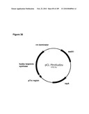 COMPOSITIONS AND METHODS FOR PRODUCING ISOPRENE FREE OF C5 HYDROCARBONS UNDER DECOUPLING CONDITIONS AND/OR SAFE OPERATING RANGES diagram and image