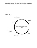 COMPOSITIONS AND METHODS FOR PRODUCING ISOPRENE FREE OF C5 HYDROCARBONS UNDER DECOUPLING CONDITIONS AND/OR SAFE OPERATING RANGES diagram and image