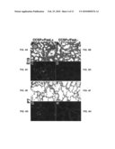 Transgenic non-human animal models of apoptosis-mediated conditions diagram and image