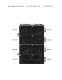 Transgenic non-human animal models of apoptosis-mediated conditions diagram and image