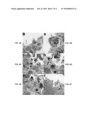 Transgenic non-human animal models of apoptosis-mediated conditions diagram and image