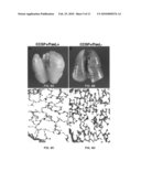 Transgenic non-human animal models of apoptosis-mediated conditions diagram and image