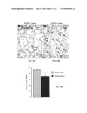 Transgenic non-human animal models of apoptosis-mediated conditions diagram and image