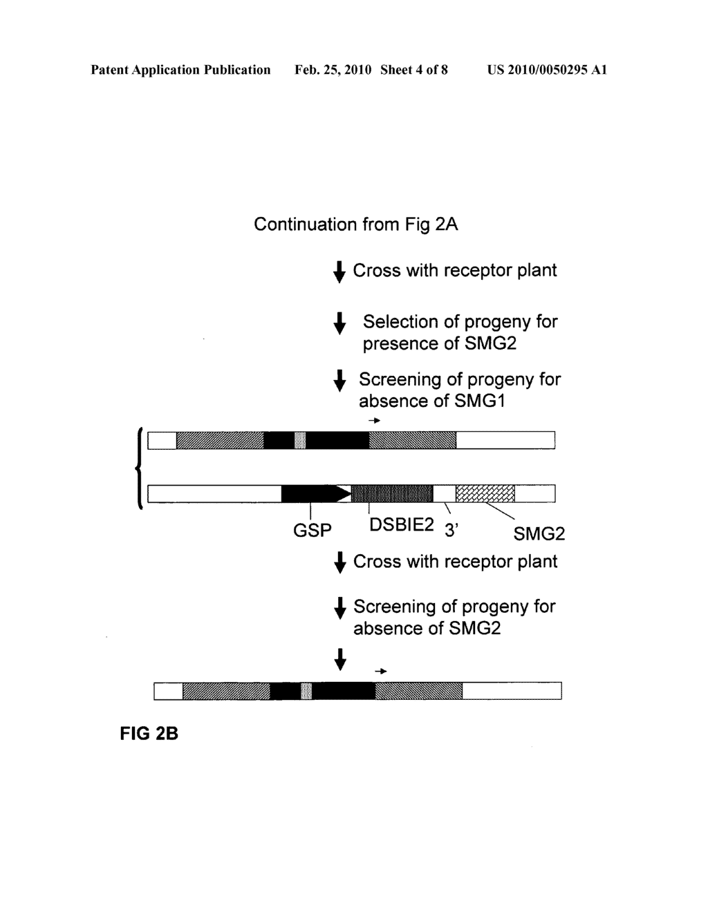 METHODS AND MEANS FOR REMOVAL OF A SELECTED DNA SEQUENCE - diagram, schematic, and image 05