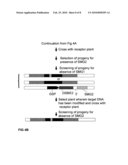 METHODS AND MEANS FOR REMOVAL OF A SELECTED DNA SEQUENCE diagram and image