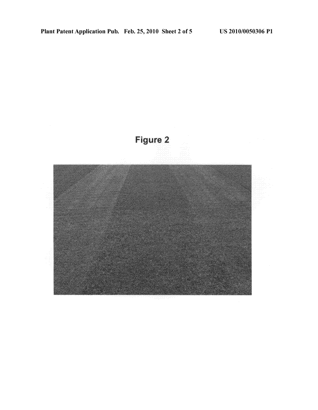 Bermudagrass 'ST-5' - diagram, schematic, and image 04