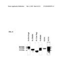 CYTOKINE-BASED FUSION PROTEINS FOR TREATMENT OF IMMUNE DISORDERS diagram and image