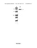 BRACHYSPIRA PILOSICOLI 72kDa OUTER-MEMBRANE PROTEIN AND DIAGNOSTIC AND THERAPEUTIC USES THEREOF diagram and image