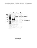 BRACHYSPIRA PILOSICOLI 72kDa OUTER-MEMBRANE PROTEIN AND DIAGNOSTIC AND THERAPEUTIC USES THEREOF diagram and image