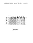 BRACHYSPIRA PILOSICOLI 72kDa OUTER-MEMBRANE PROTEIN AND DIAGNOSTIC AND THERAPEUTIC USES THEREOF diagram and image