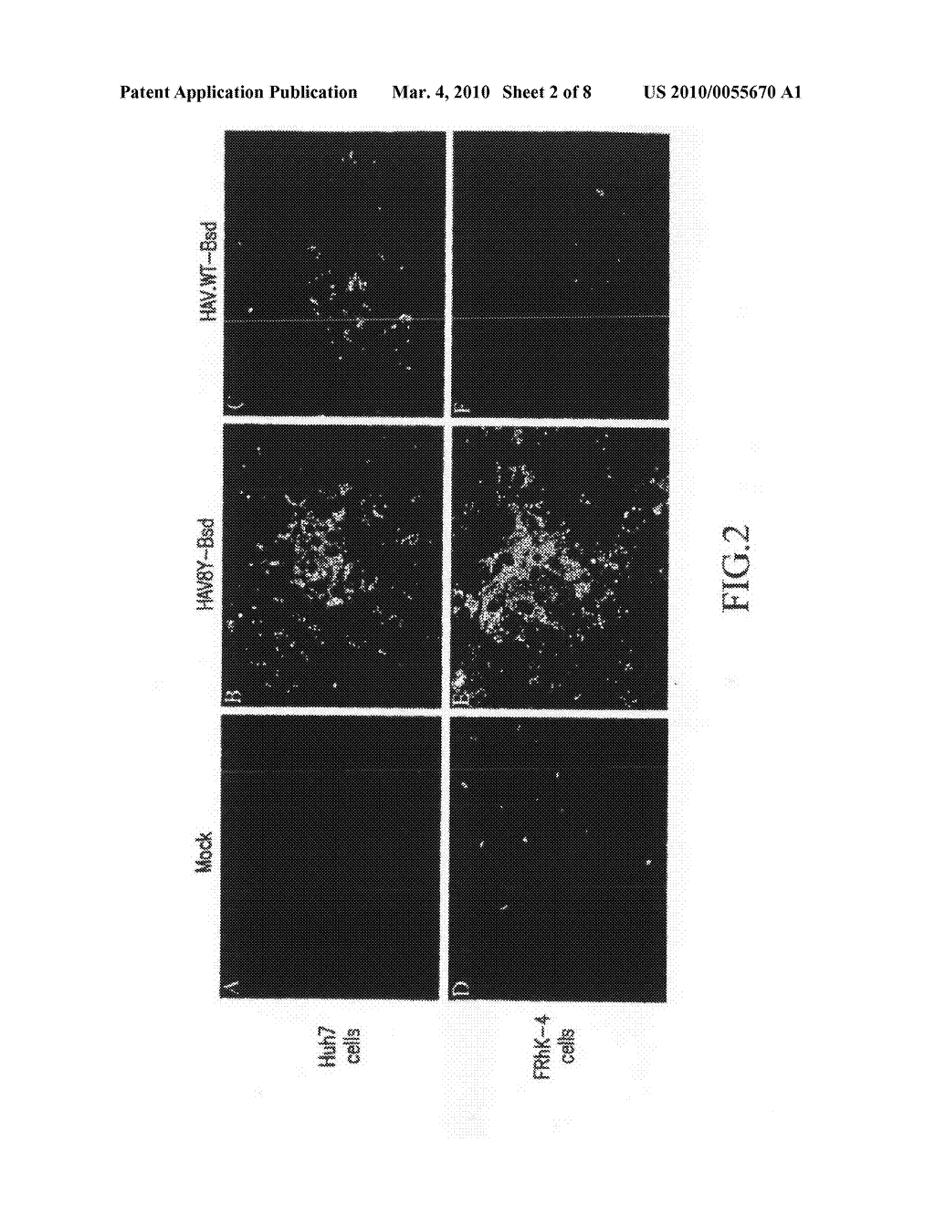 GROWTH OF WILD-TYPE HEPATITIS A VIRUS IN CELL CULTURE - diagram, schematic, and image 03