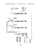 ISOTHERMAL DETECTION METHODS AND USES THEREOF diagram and image