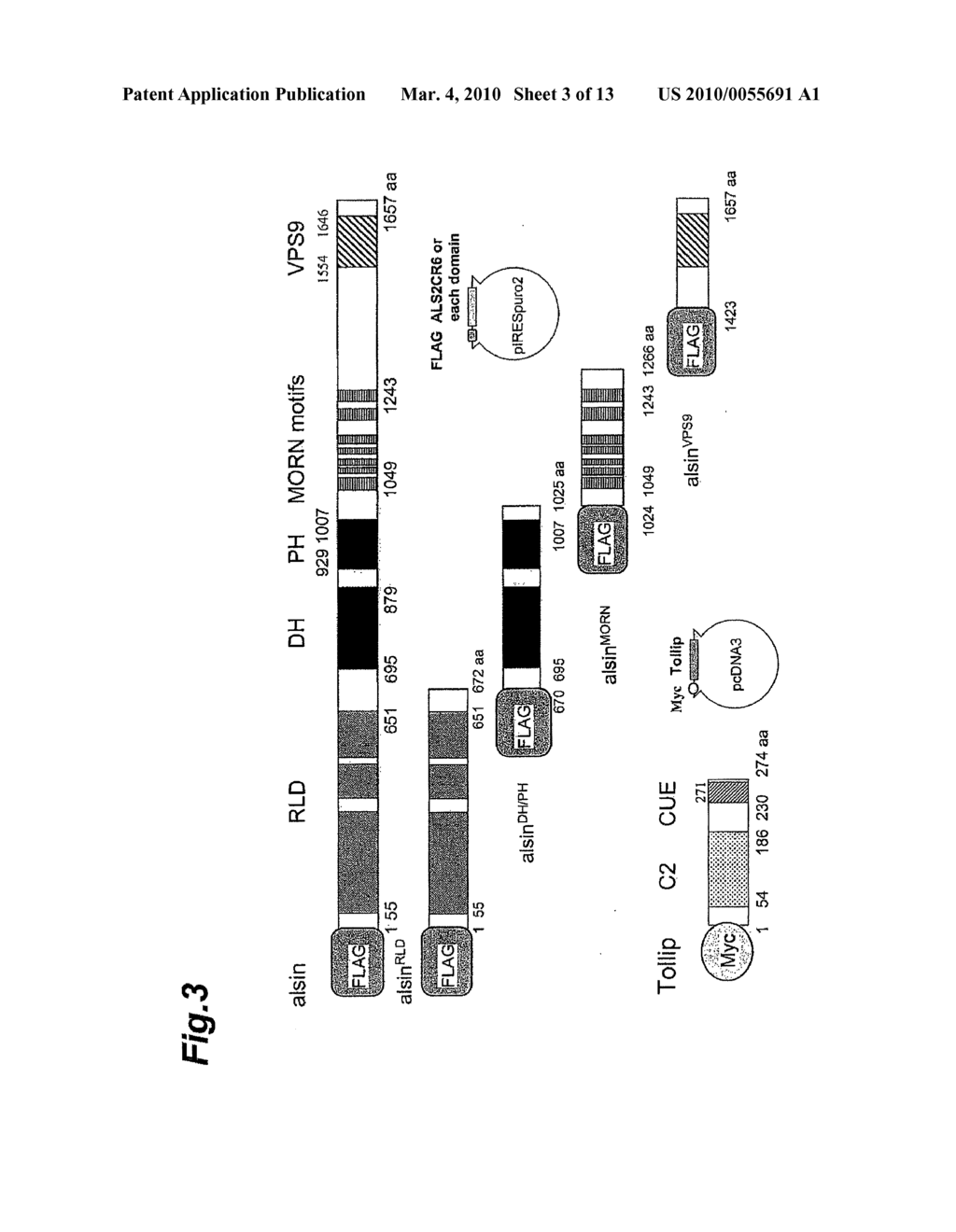 SCREENING METHOD FOR THERAPEUTIC AGENT FOR AMYOTROPHIC LATERAL SCLEROSIS - diagram, schematic, and image 04