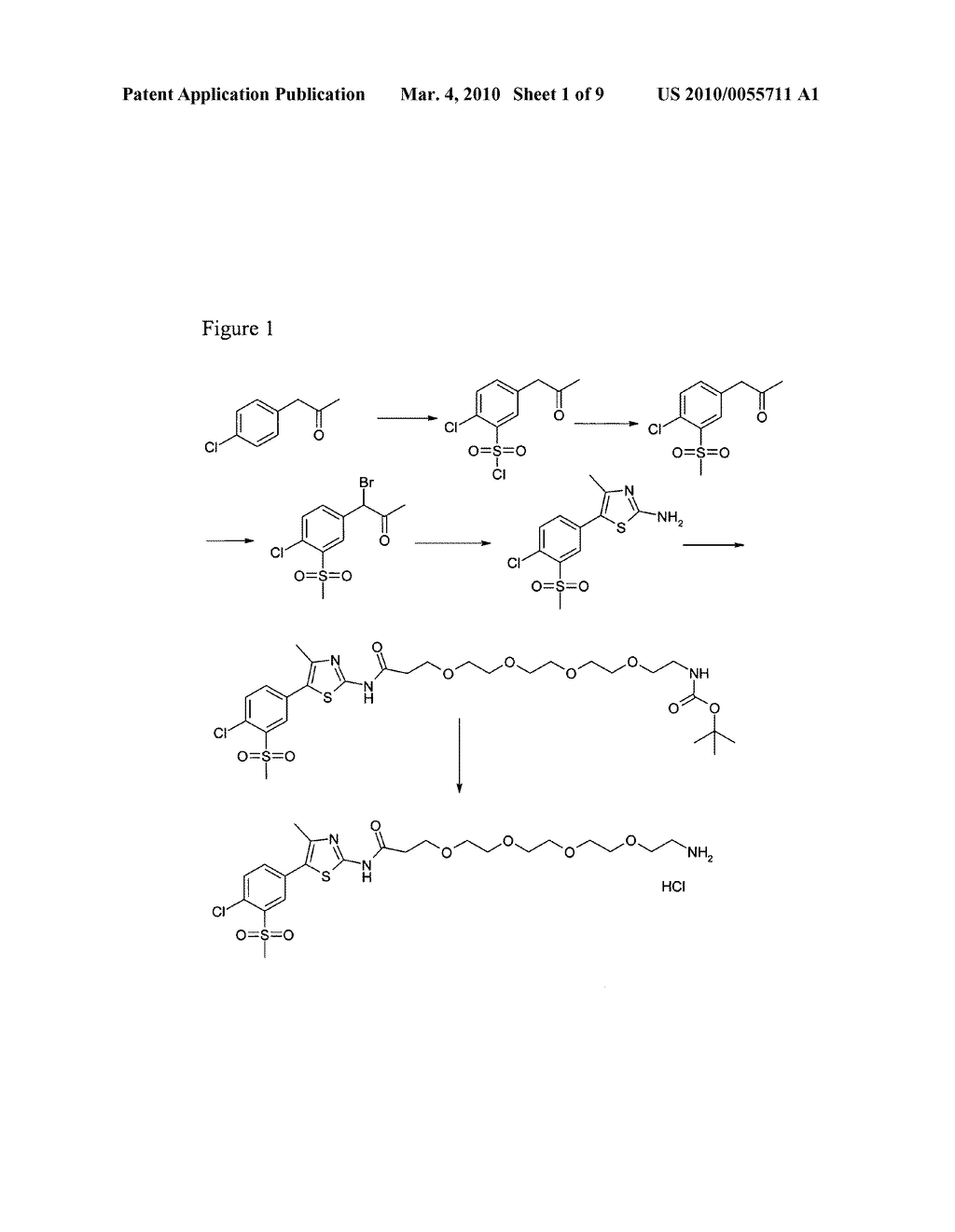 METHODS FOR THE IDENTIFICATION OF PI3K INTERACTING MOLECULES AND FOR THE PURIFICATION OF PI3K - diagram, schematic, and image 02