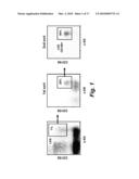 MANUFACTURE AND USES OF REACTIVE MICROCONTACT PRINTING OF BIOMOLECULES ON SOFT HYDROGELS diagram and image