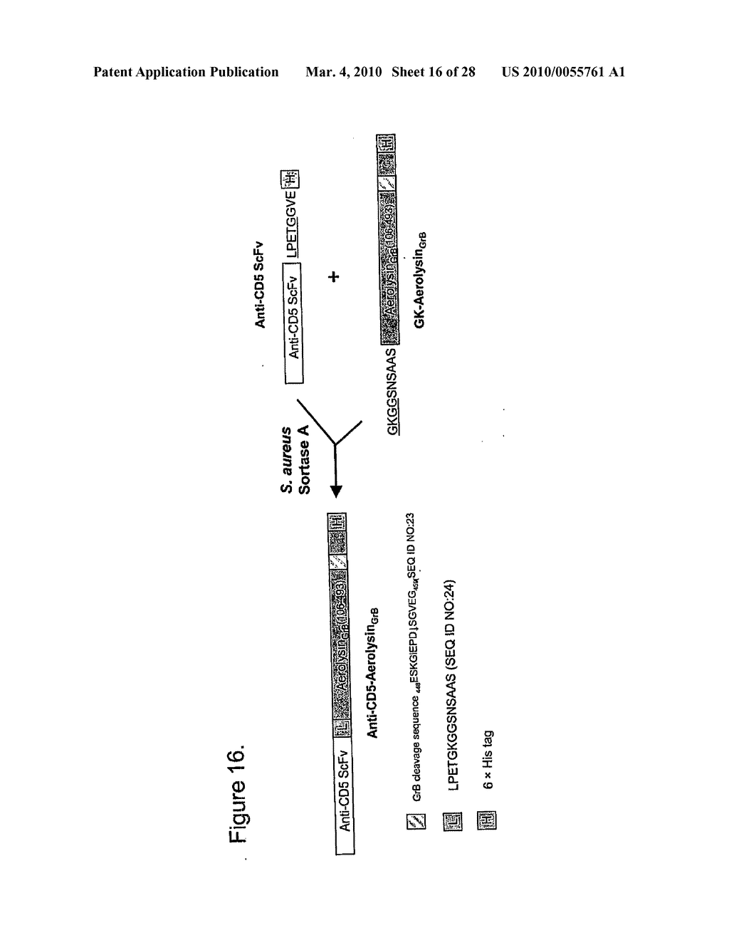 METHODS, COMPOSITIONS, AND KITS FOR THE SELECTIVE ACTIVATION OF PROTOXINS THROUGH COMBINATORAL TARGETING - diagram, schematic, and image 17