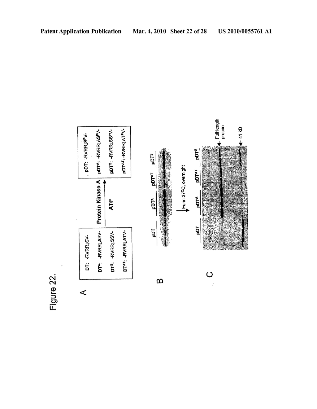 METHODS, COMPOSITIONS, AND KITS FOR THE SELECTIVE ACTIVATION OF PROTOXINS THROUGH COMBINATORAL TARGETING - diagram, schematic, and image 23