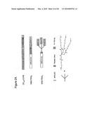 METHODS, COMPOSITIONS, AND KITS FOR THE SELECTIVE ACTIVATION OF PROTOXINS THROUGH COMBINATORAL TARGETING diagram and image