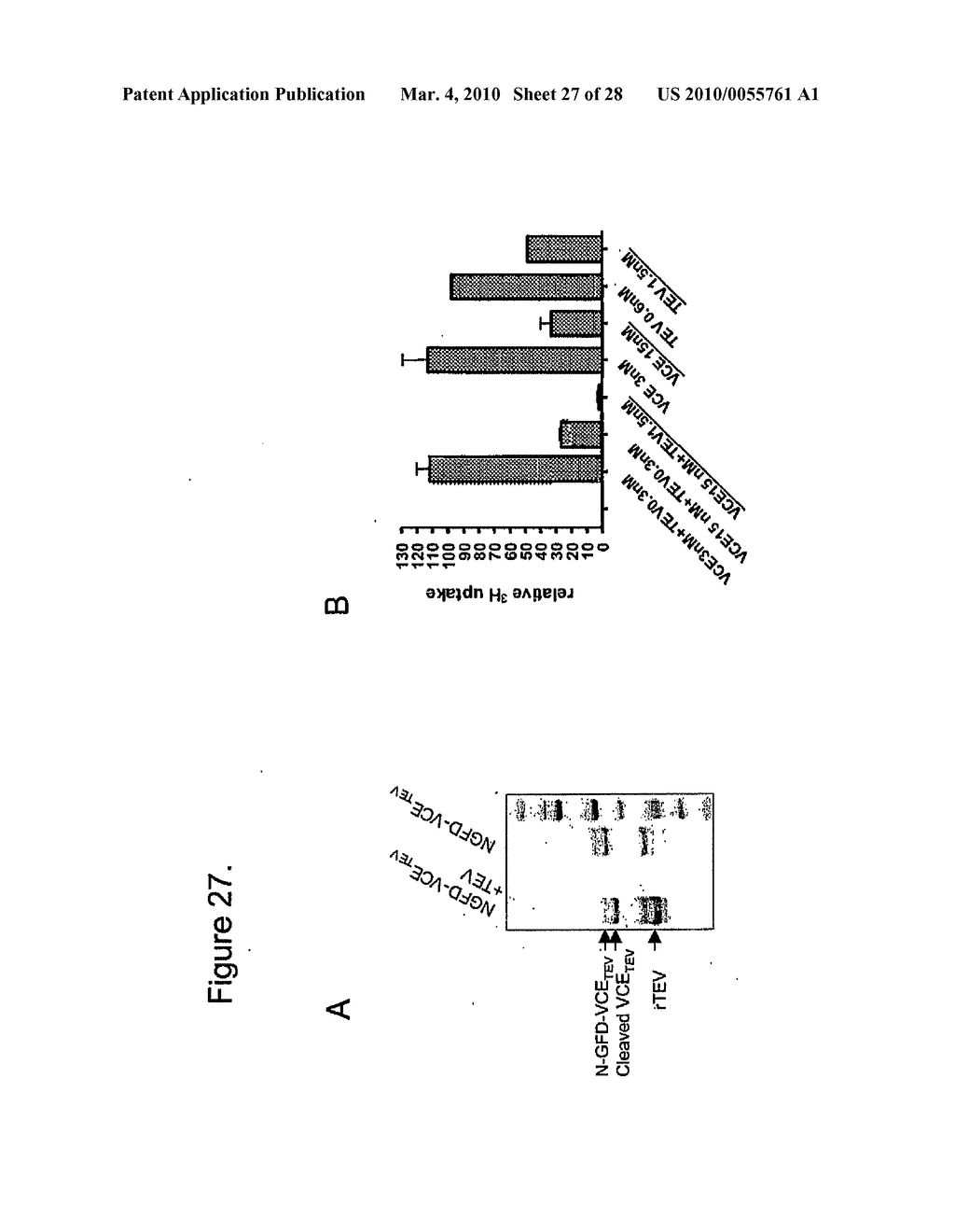 METHODS, COMPOSITIONS, AND KITS FOR THE SELECTIVE ACTIVATION OF PROTOXINS THROUGH COMBINATORAL TARGETING - diagram, schematic, and image 28