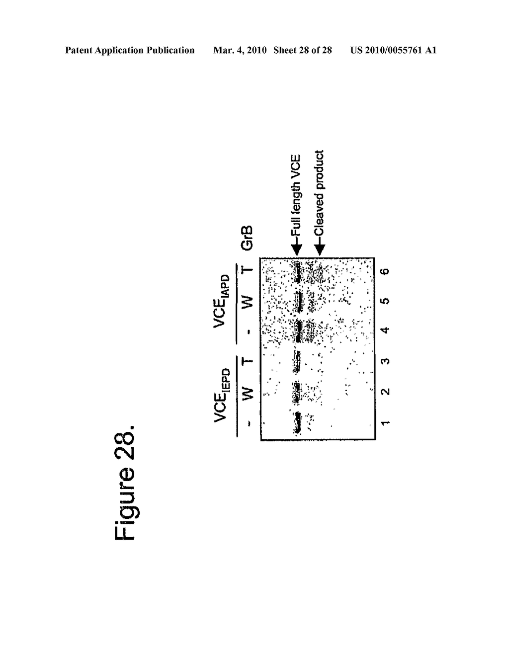 METHODS, COMPOSITIONS, AND KITS FOR THE SELECTIVE ACTIVATION OF PROTOXINS THROUGH COMBINATORAL TARGETING - diagram, schematic, and image 29