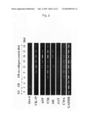 Method for Preparation of Hepatocyte Using Es Cell diagram and image
