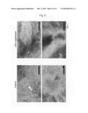 Method for Preparation of Hepatocyte Using Es Cell diagram and image