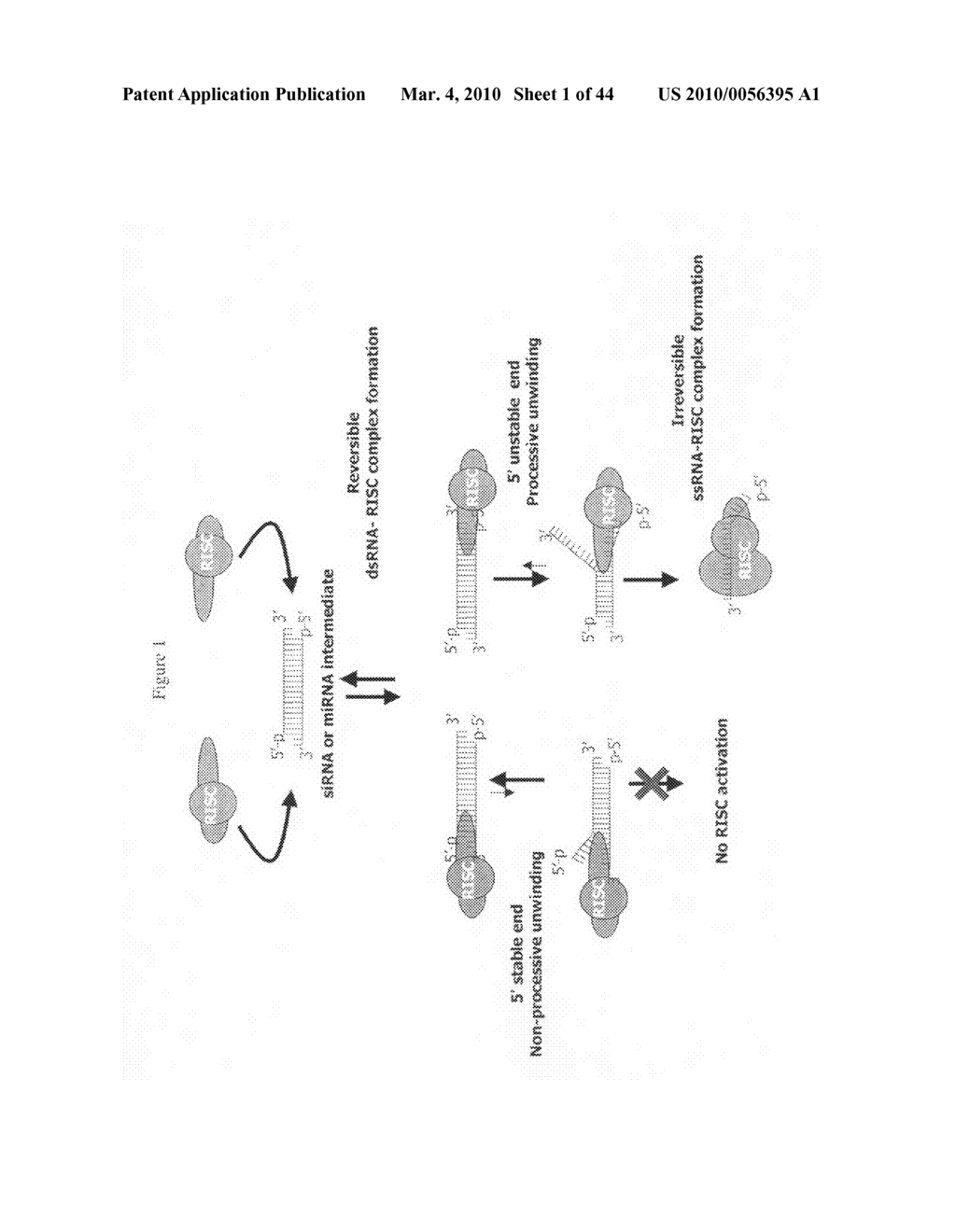 siRNA targeting coatomer protein complex, subunit beta 2 (CPOB2) - diagram, schematic, and image 02