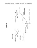 N-TERMINAL DERIVATISATION OF PROTEINS WITH POLYSACCHARIDES diagram and image