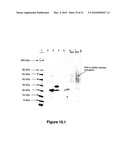 N-TERMINAL DERIVATISATION OF PROTEINS WITH POLYSACCHARIDES diagram and image