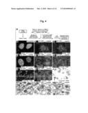 Method for Inhibiting Angiogenesis diagram and image