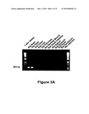 USE OF GPR101 RECEPTOR IN METHODS TO IDENTIFY MODULATORS OF HYPOTHALAMIC PROOPIOMELANOCORTIN (POMC)-DERIVED BIOLOGICALLY ACTIVE PEPTIDE SECRETION USEFUL IN THE TREATMENT OF POMC-DERIVED BIOLOGICALLY diagram and image