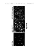 USE OF GPR101 RECEPTOR IN METHODS TO IDENTIFY MODULATORS OF HYPOTHALAMIC PROOPIOMELANOCORTIN (POMC)-DERIVED BIOLOGICALLY ACTIVE PEPTIDE SECRETION USEFUL IN THE TREATMENT OF POMC-DERIVED BIOLOGICALLY diagram and image