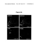 USE OF GPR101 RECEPTOR IN METHODS TO IDENTIFY MODULATORS OF HYPOTHALAMIC PROOPIOMELANOCORTIN (POMC)-DERIVED BIOLOGICALLY ACTIVE PEPTIDE SECRETION USEFUL IN THE TREATMENT OF POMC-DERIVED BIOLOGICALLY diagram and image